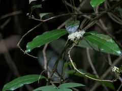 Ehretia laevis