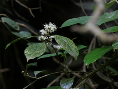 Ehretia laevis