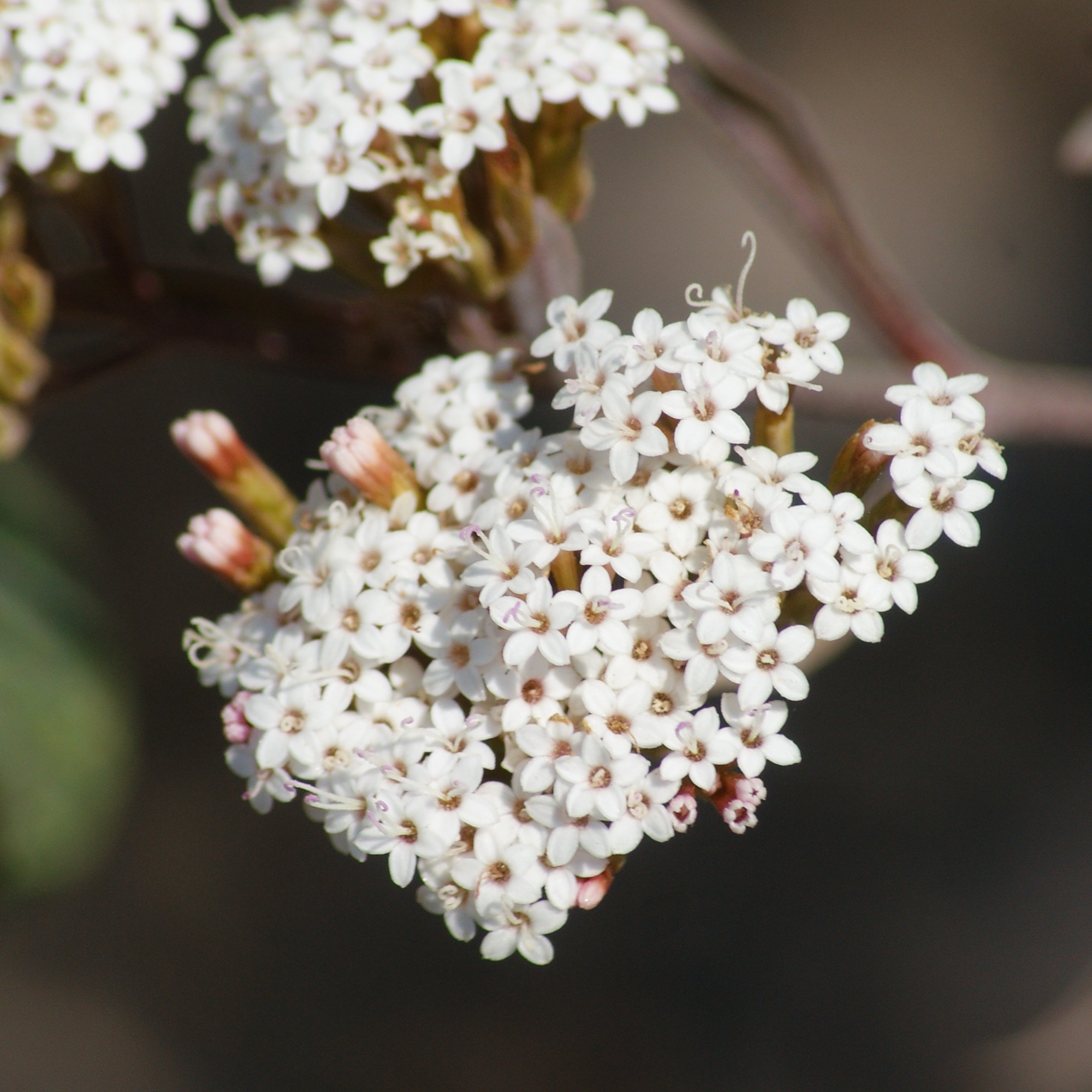 chacal (Stevia salicifolia) · iNaturalist Mexico