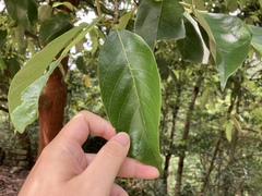 Artocarpus hypargyreus