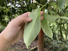 Artocarpus hypargyreus