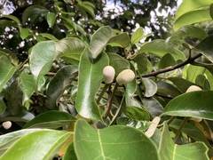 Artocarpus hypargyreus