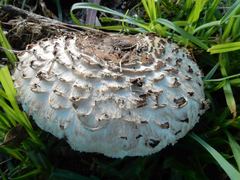Agaricaceae