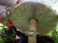 Agaricaceae