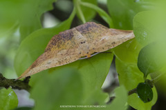 Omiza pachiaria