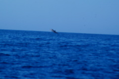 Delphinus delphis