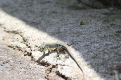 Darevskia portschinskii portschinskii