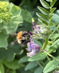 Bombus pascuorum