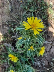 Scolymus