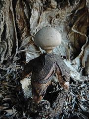 Geastrum fornicatum