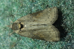 Nycteola asiatica