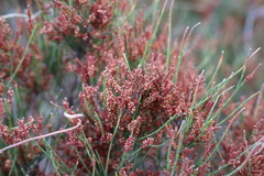 Allocasuarina misera