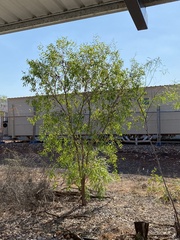 Asteromyrtus symphyocarpa