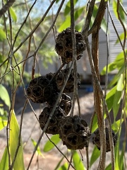 Asteromyrtus symphyocarpa