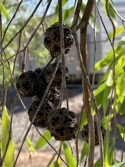 Asteromyrtus symphyocarpa