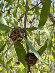 Asteromyrtus symphyocarpa