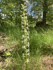 Platanthera bifolia