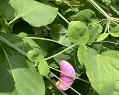 Lathyrus grandiflorus