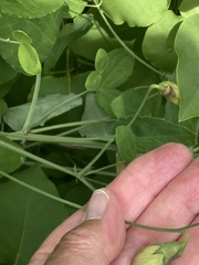 Lathyrus grandiflorus