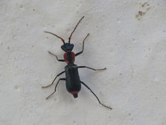 Cyrtosus cyanipennis