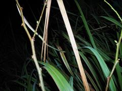 Dendrelaphis marenae