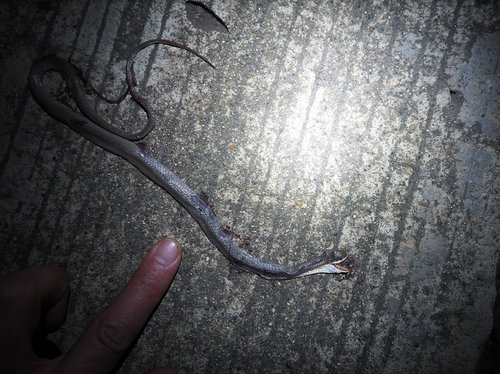 Philippine Liopeltine Snake