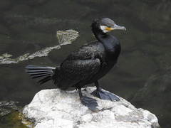 Phalacrocorax carbo