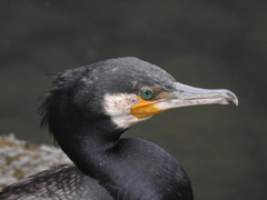 Phalacrocorax carbo