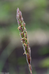 Leymus ajanensis