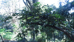 Austrosteenisia glabristyla