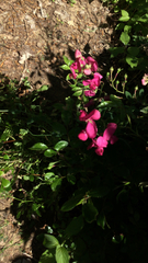 Lathyrus tuberosus