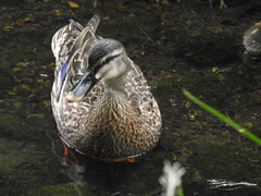 Anas platyrhynchos × zonorhyncha