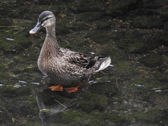 Anas platyrhynchos × zonorhyncha