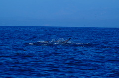 Delphinus delphis
