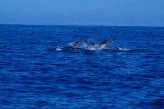 Delphinus delphis