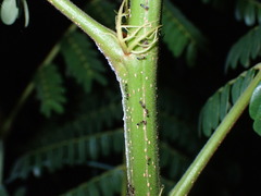 Trichomyrmex destructor