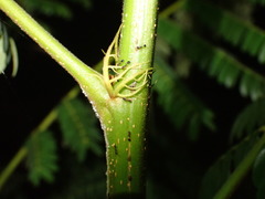 Trichomyrmex destructor