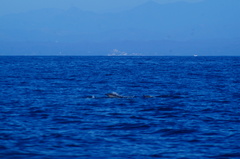 Delphinus delphis