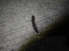 Doleschallia bisaltide