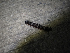 Doleschallia bisaltide