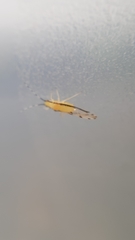 Eucallipterus tiliae