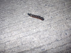 Doleschallia bisaltide