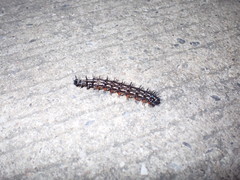 Doleschallia bisaltide