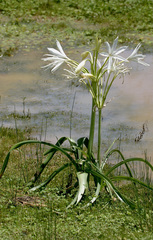 Crinum flaccidum