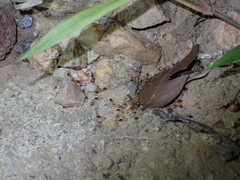 Macrotermes annandalei