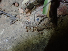 Macrotermes annandalei