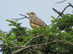 Turdus simensis