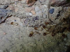 Macrotermes annandalei