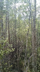 Dracophyllum sinclairii