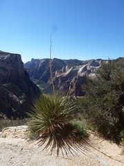 Yucca utahensis